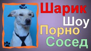 Шарик Шоу - Порно Сосед (выпуск 15)