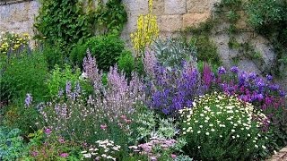 Аптечная или пряная грядка в саду. Pharmacy or spice plants in the garden