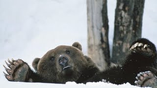 ОХОТА НА МЕДВЕДЯ!  ОГРОМНЫЙ МЕДВЕДЬ НА БЕРЛОГЕ!