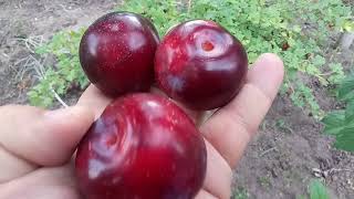 Слива диплоидная сорт ранний Голубая Кармен(plum Blue Carmen)