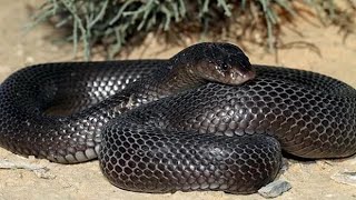 Animaux du désert : Le Cobras
