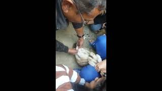Castration by burdizzo castrator.