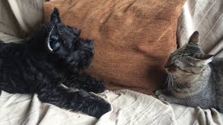 Цвергшнауцер и кошка (прикол на 46 сек)