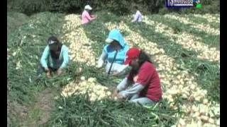 Reportaje de la cebolla Estudio 13 Chiquimula