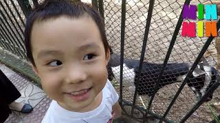 Min Min đi chơi vườn bách thú Hà Nội(Hanoi Zoo) - MinMin Kids TV