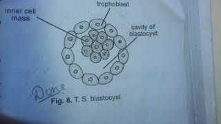 T.S OF BLASTOCYST SPOTTING 12 ISC BOARD PRACTICAL EXAM 2020