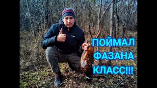 ПОДЪЕМНАЯ ПЕТЛЯ ЛОВУШКА НА ФАЗАНА!!!ПОЙМАЛ ФАЗАНА!!!