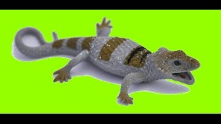 ИГУАНЫ МАКСИ&КО.ИГУАНА ГАЛОПОГОССКАЯ И ИГУАНА ЭСТЕБАН