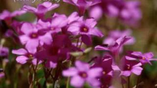 ♥♫GIOVANNI MARRADI  -Too Young ♥♫