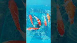 карпы кои кохаку, купить цветные карпы кои, https://koi.cxua.biz, koi,  japanese koi
