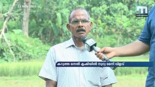 കറുത്ത നെല്ല് കൃഷിയില്‍ നൂറുമേനി വിളവ്