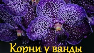 Как растут корни у орхидеи ванда/How to grow the roots of Vanda orchids