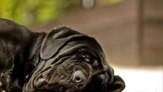 Musik, Ihren Hund zu entspannen - Angst