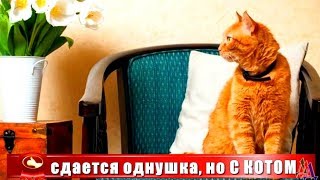 Недорого сдается однушка, но с Котом