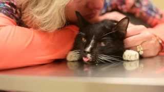 Diabetic 12yr old cat euthanasia