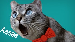 Кот кричит: "Ааааа"
