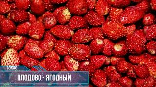 МЕРКЕ | КАЗАХСТАН | ПЛОДОВО ЯГОДНЫЙ СОВХОЗ | АУЭЗОВА , ЕСЕНИНА