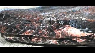 Bioexpediciones - Aventura en la selva de Chiapas (2 de 2)