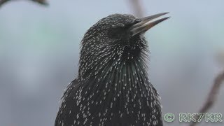Скворцы прилетели 3_Март 2018