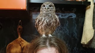 Yoll's stream домашний с совами и распаковочками