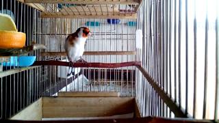 Майор Маер Майер Сибирский щегол Stieglitz Goldfinch Major cardellino goldfinch