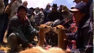 Loro Piana Vicuna
