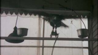 Killing Birds - Raptors - Zombi 5 (Trailer Italiano)