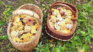ХОРОШАЯ ГРИБАЛКА ! Белые грибы , рогатик и подосиновики ! Грибы 2019 ! 4K