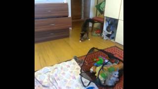 сибирский кот Тихон носит палочку\Siberian cat Tikhon is a stick