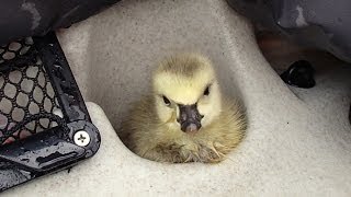 Lost baby goose found in the river - I tried to find it a family