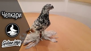 ДВУХЧУБЫЕ ЧЕЛКАРИ / МРАМОРНЫЕ ГОЛУБИ / PIGEONS / TAUBE #Gulsarinfo©