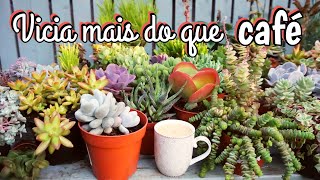 5 Motivos porque suculentas viciam e são tão gostosas de se colecionar por Querida Planta