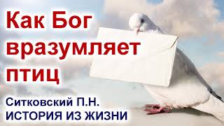 Как Бог вразумляет птиц - История из жизни | Ситковский П.Н.| Про голубей. Проповеди и примеры