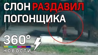 В Индии слон раздавил человека