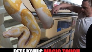 Boa Constrictor Madness at Pete Kahl's Amazing Facility