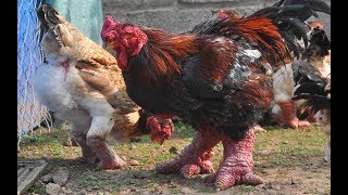 Bỏ tiền triệu săn gà Tiến vua để chơi tết| VTV24