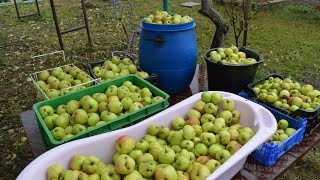 Домашнее яблочное вино и брага. Подробно об изготовлении.