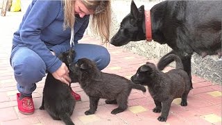 ЩЕНКИ Черной Немецкой Овчарки. Puppies black German Shepherd. Одесса.