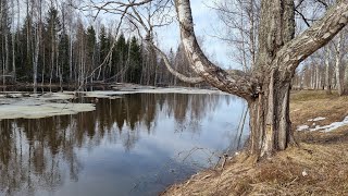 Yoll's добрый stream из Совиного дола. Идём к лесной речке, встречаем кабана