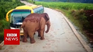 Wild elephant attacks a bus - BBC News