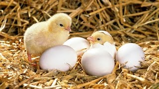 МАМА ПОЕТ ПЕСНЮ ЦЫПЛЕНОК ЖАРЕНЫЙ ЦЫПЛЕНОК ПАРЕНЫЙ!