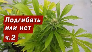 Промежуточные итоги подгибания.