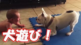 「絶対笑う」 かわいい赤ちゃんが喜ぶおもしろ犬遊び！笑いの連鎖が止まらない Baby Laughing Videos
