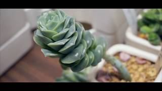 Cacti and Succulent Update - Spring 2018