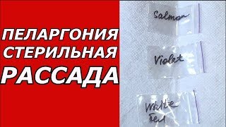 Пеларгония. Стерильная рассада !!!