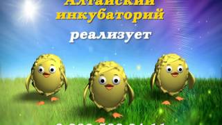 цыплята в абакане