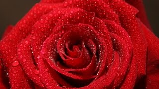 Красная роза свойства и значение в магии. Язык роз. Приворот на алые розы ( 2 ритуала)