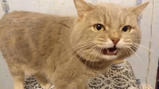 Кот говорит я обиделся :((