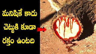 Trees You Won't Believe Actually Exist | Amazing Trees | Telugu Facts