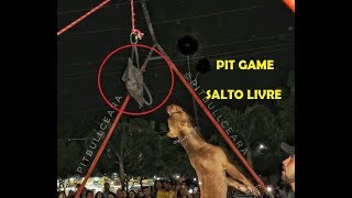 Game Dog - Pit Gameness 2018 - Pit Bull (Salto Livre) #apbt #pitbull